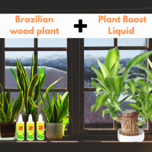 Brazillian wood plant + plant Boost Liquid